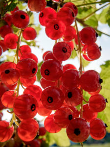 Redcurrants in the back light Redcurrants in the back light